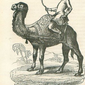 Osmanlı Hecinsüvar Topçusu