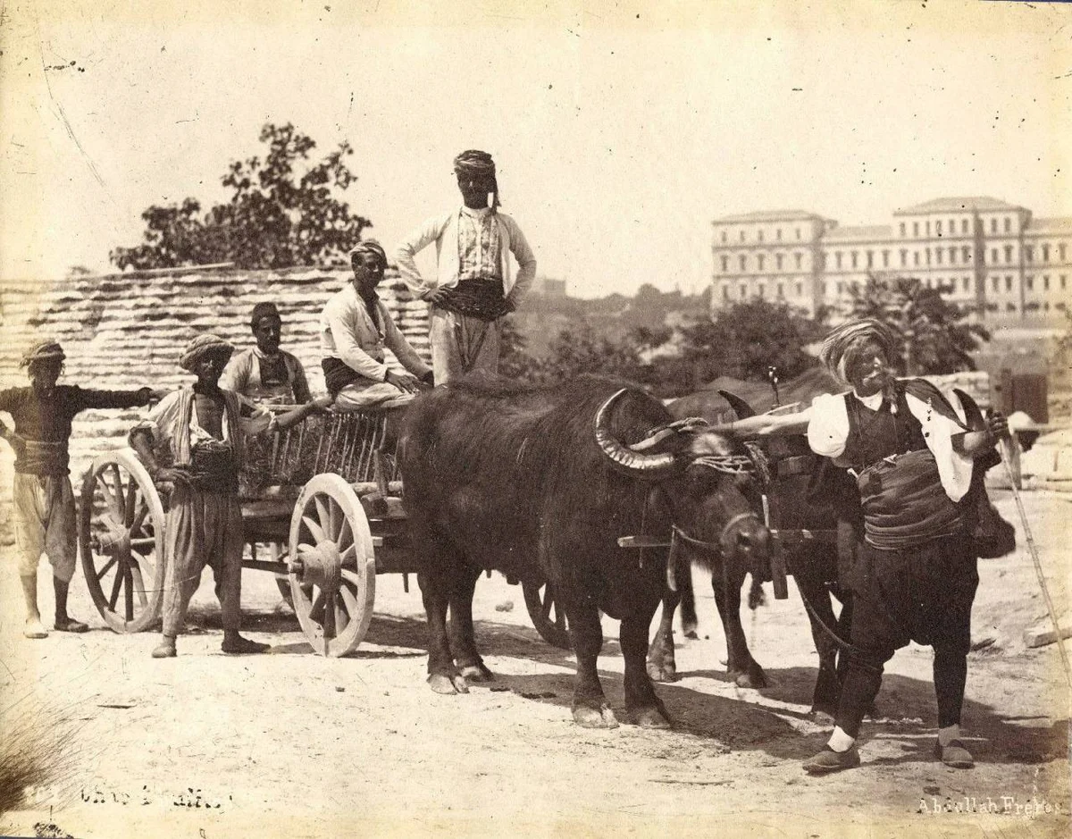 İstanbul'da Manda Arabası