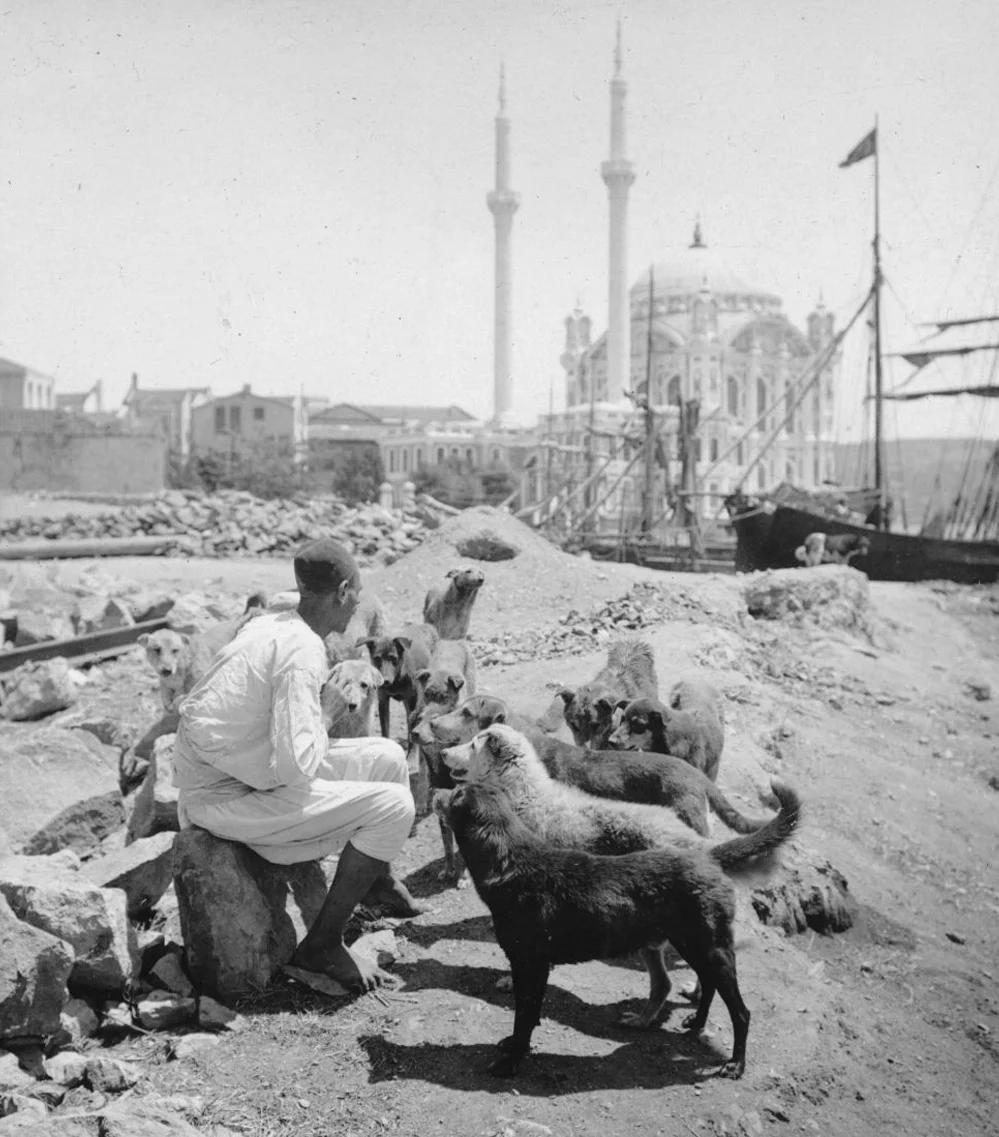 İstanbul Sokak Köpekleri ve Bir Osmanlı Vatandaşı