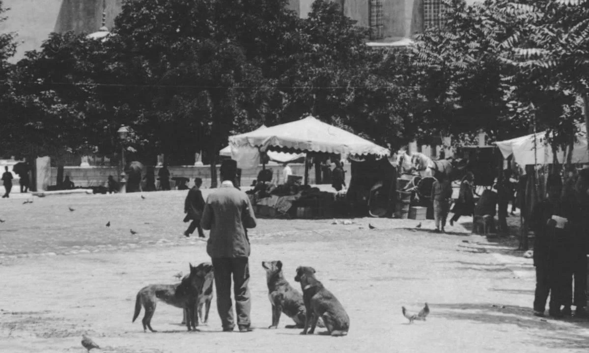 İstanbul'da Sokak Köpeklerini Besleyen Bir Adam