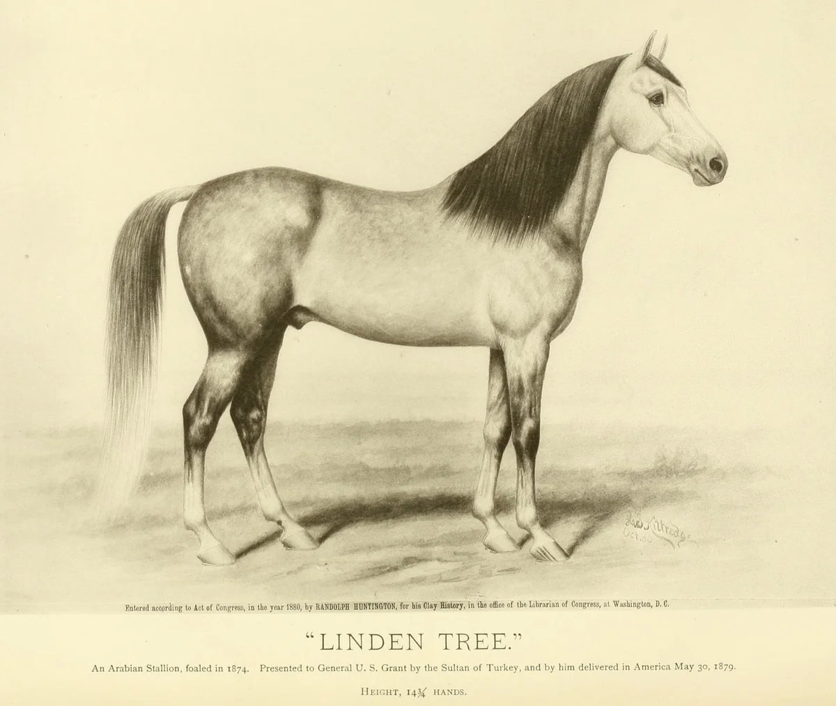 Osmanlı'nın ABD Başkanı Grant'a Hediye Ettiği Arap Atları (785)