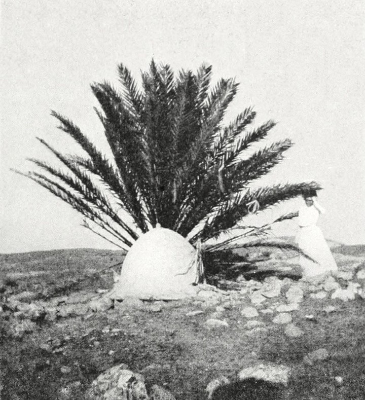 A Marabut in Tripoli, Libya, 1905
Trablus'da Bir Marabut, Libya, 1905
...