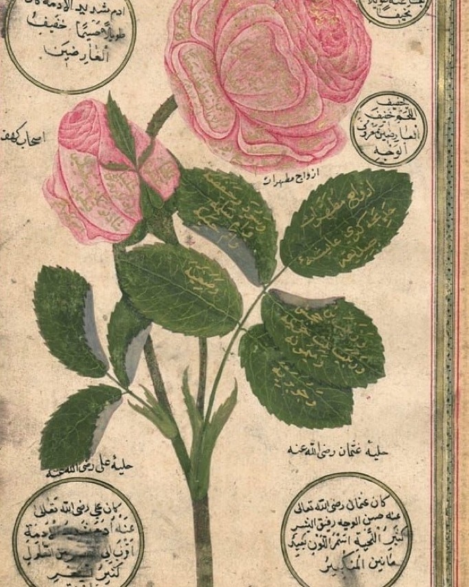 A Rose Drawing, 18th Century
Bir Gül Çizimi, 18. Yüzyıl
...
