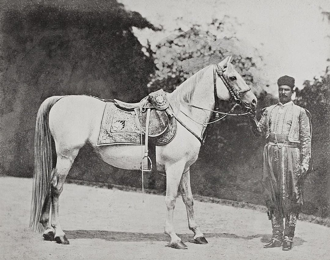 An Imperial Horse, 1890s
Bir Osmanlı Atı, 1890'lar
...