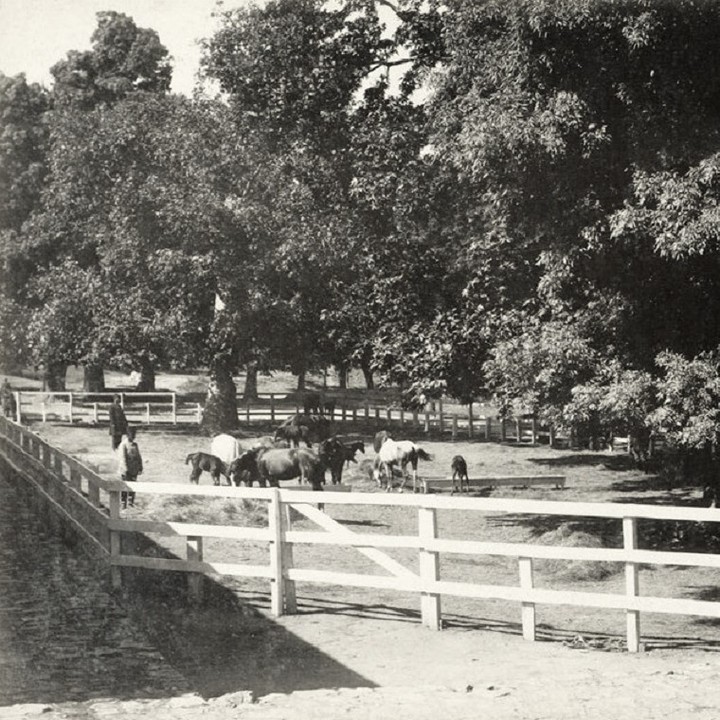 An Imperial Horse Farm in Kağıthane, Istanbul, c1900
Kağıthane'de Bir Osmanlı A...