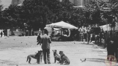 İstanbul'Da Sokak Köpeklerini Besleyen Bir Adam